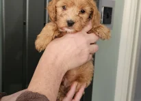 Puppy 2