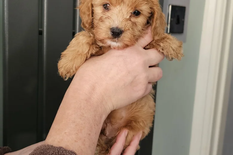 Cockapoo