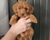 Cockapoo