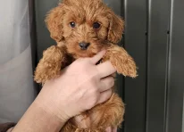 Puppy 1
