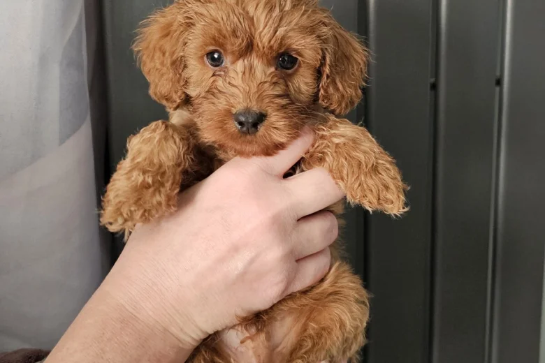 Cockapoo
