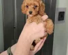 Cockapoo