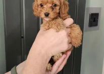 Puppy 3