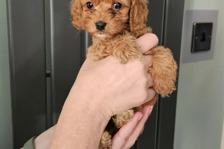 Cockapoo