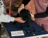 Cockapoo