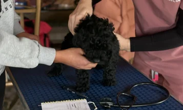 Cockapoo