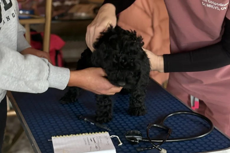Cockapoo