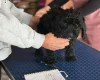 Cockapoo