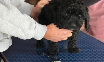 Cockapoo