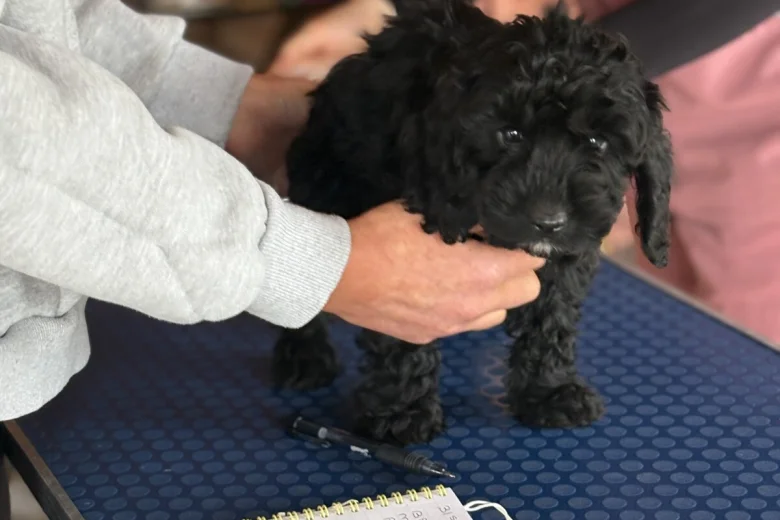 Cockapoo