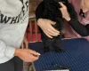 Cockapoo