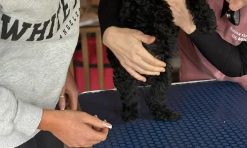Cockapoo