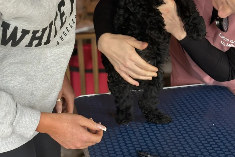 Cockapoo