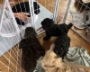 Cockapoo