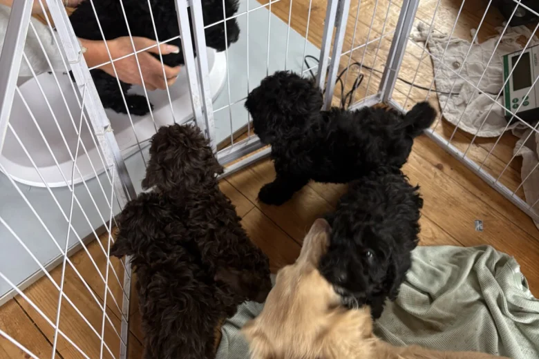 Cockapoo