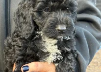 Puppy 3