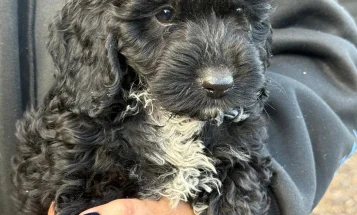 Cockapoo