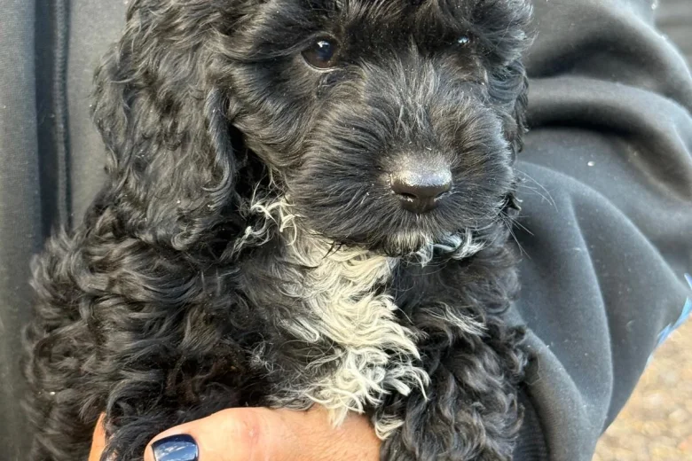 Cockapoo