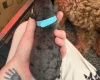 Cockapoo