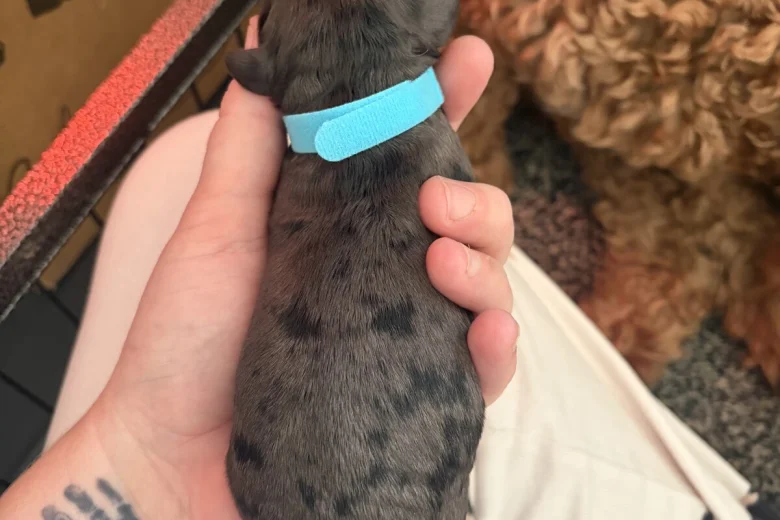 Cockapoo
