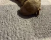 Cockapoo