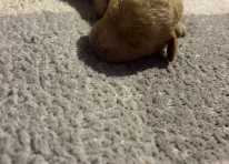 Puppy 3