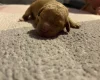 Cockapoo