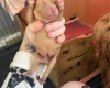 Cockapoo