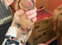 Puppy 2