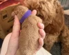Cockapoo