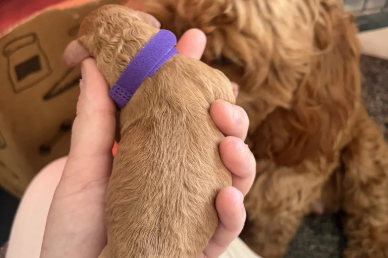 Cockapoo