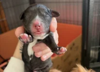 Puppy 1