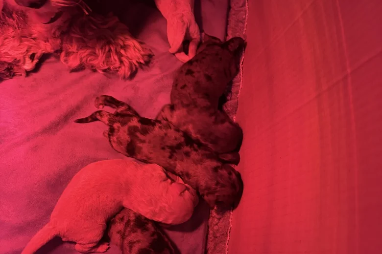 Cockapoo