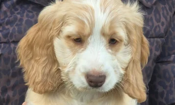 Cockapoo