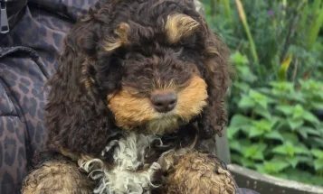 Cockapoo