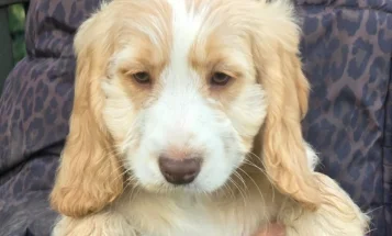 Cockapoo