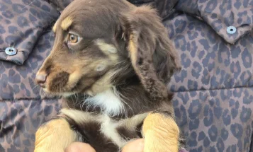 Cockapoo