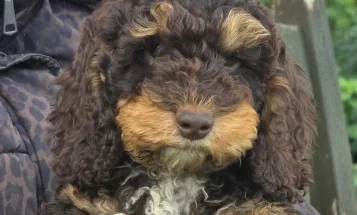 Cockapoo