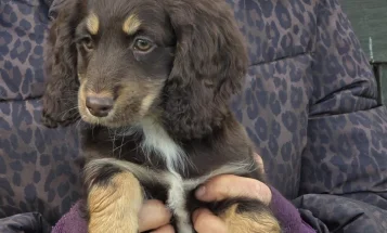 Cockapoo