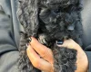 Cockapoo
