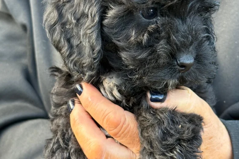Cockapoo