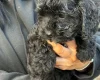 Cockapoo