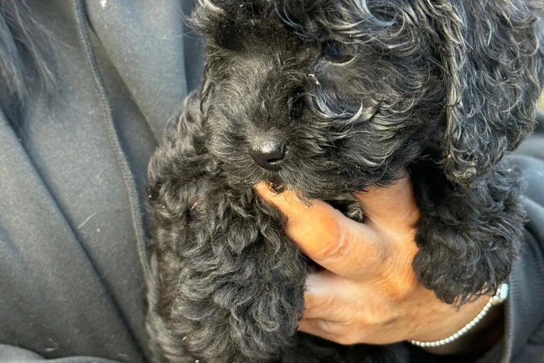 Cockapoo