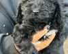 Cockapoo