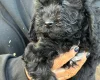 Cockapoo