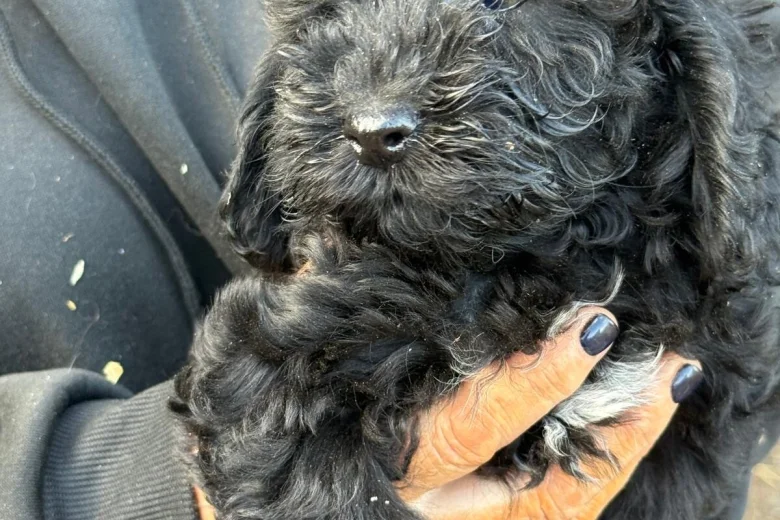 Cockapoo