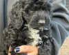 Cockapoo