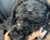 Cockapoo