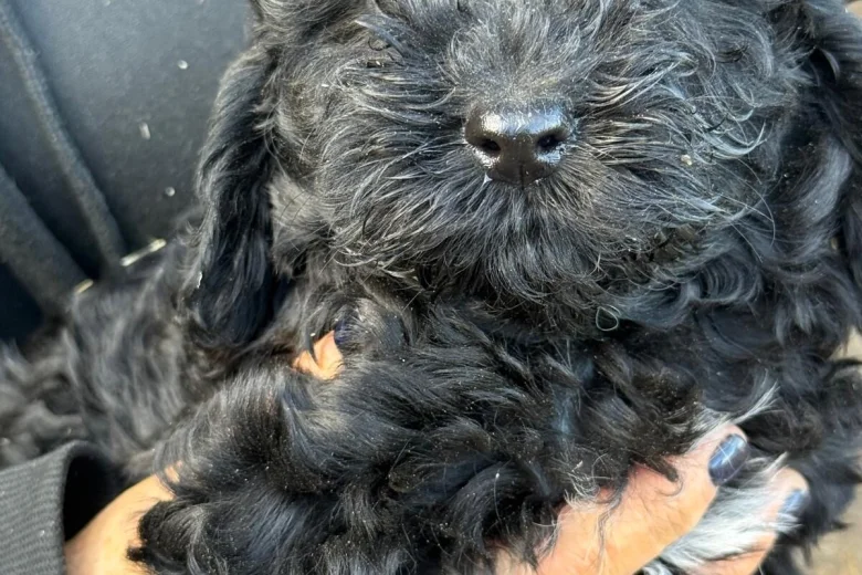 Cockapoo