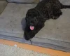 Cockapoo